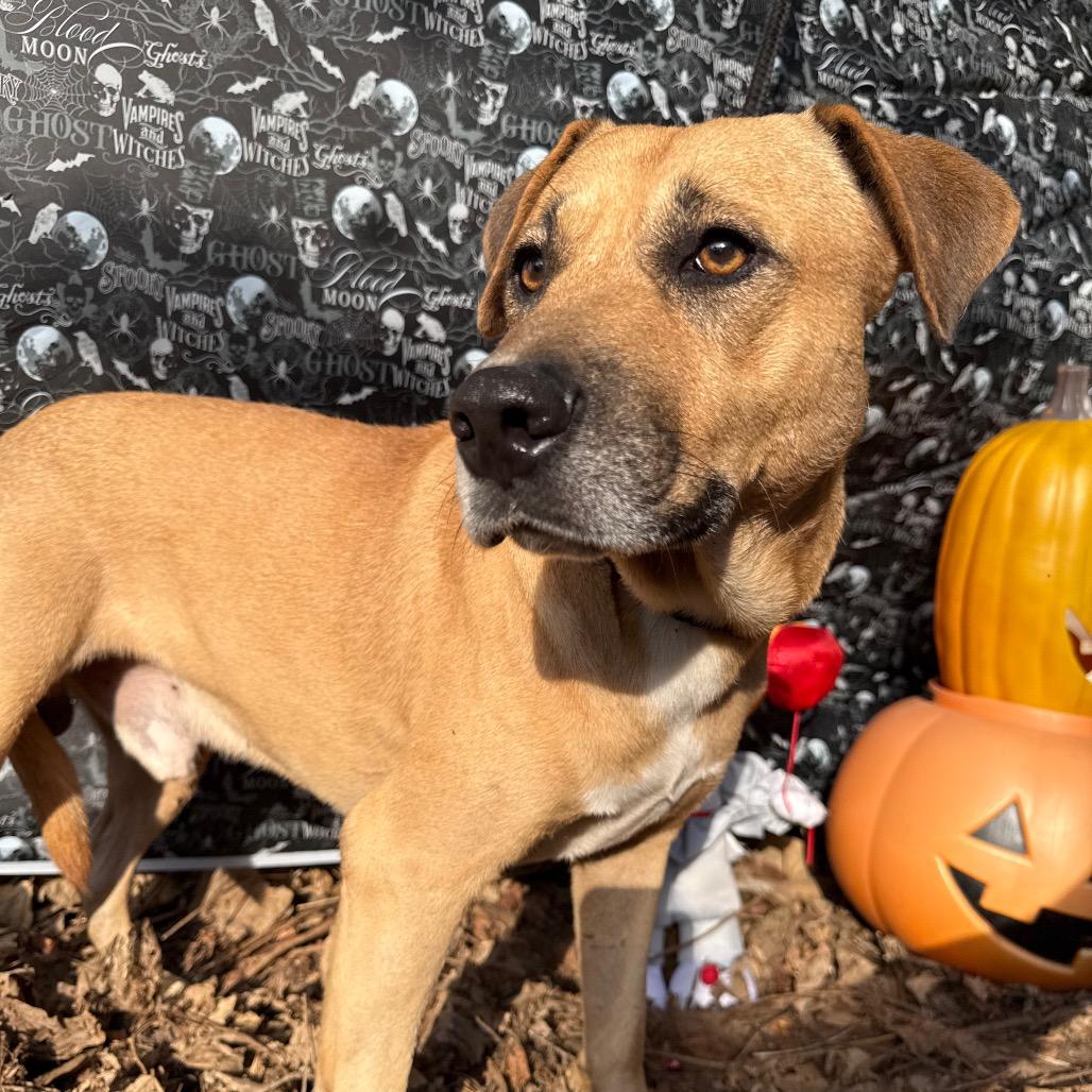 Enlarge Ash, a Adoptable Mixed Breed in Monroeville, AL image 2/4