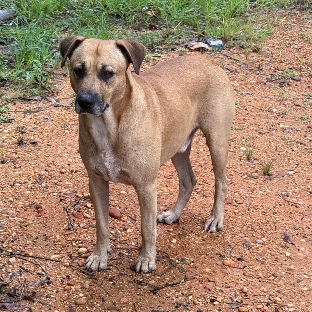 Enlarge Ash, a Adoptable Mixed Breed in Monroeville, AL image 3/4