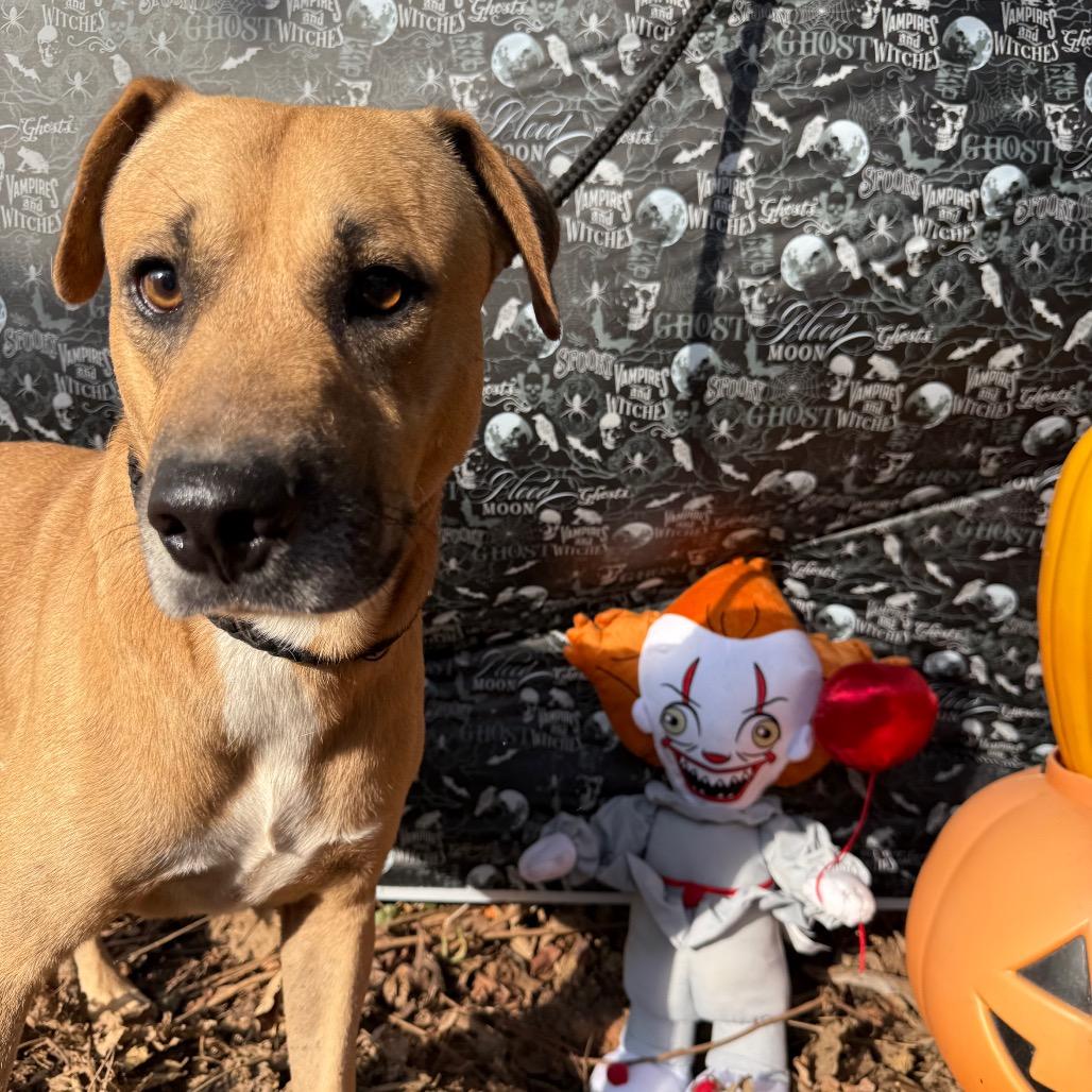 Enlarge Ash, a Adoptable Mixed Breed in Monroeville, AL image 4/4