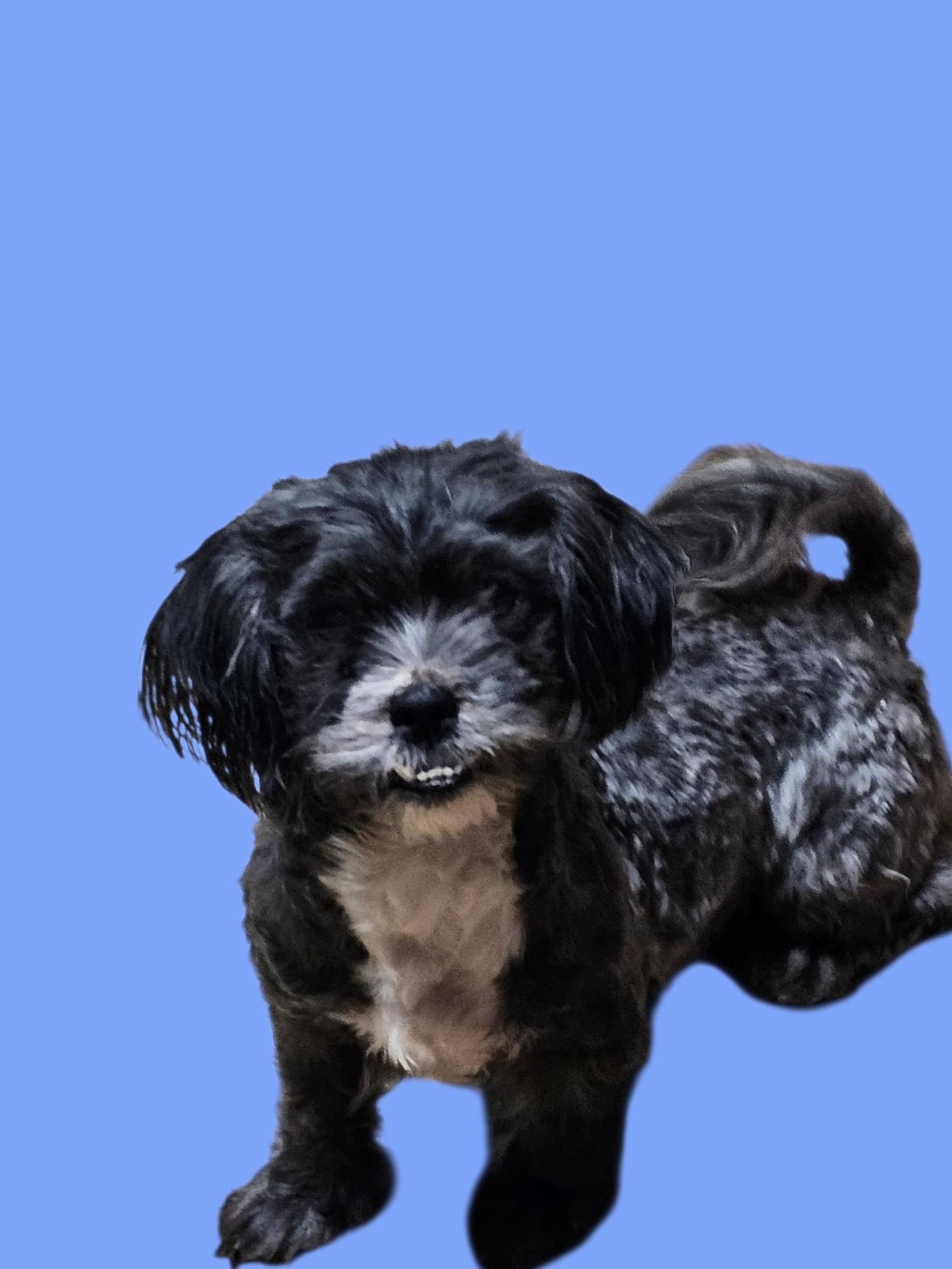 Izzie, an adopted Shih Tzu in Chesnee, SC image 2/3