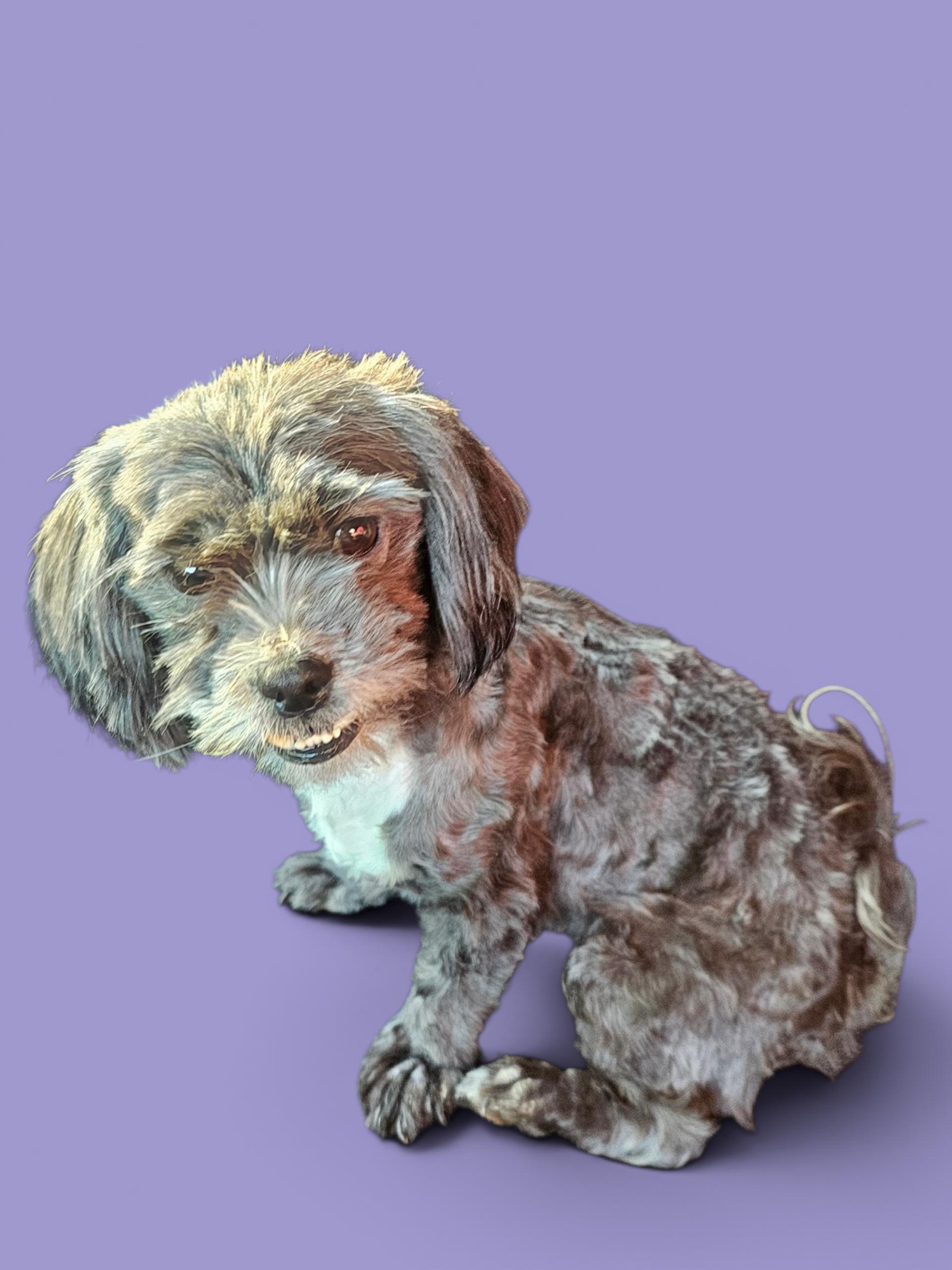Izzie, an adopted Shih Tzu in Chesnee, SC image 1/3