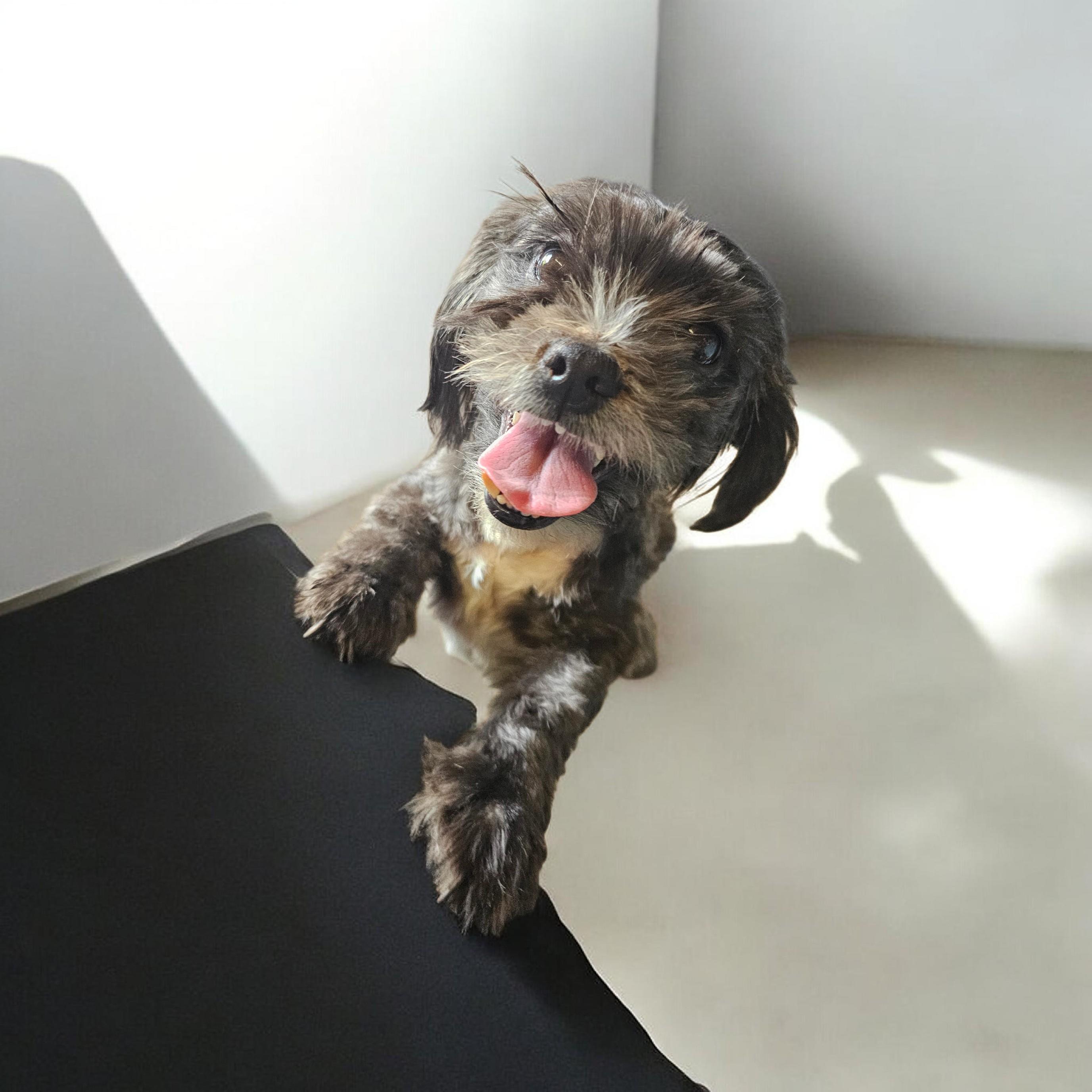 Izzie, an adopted Shih Tzu in Chesnee, SC image 3/3