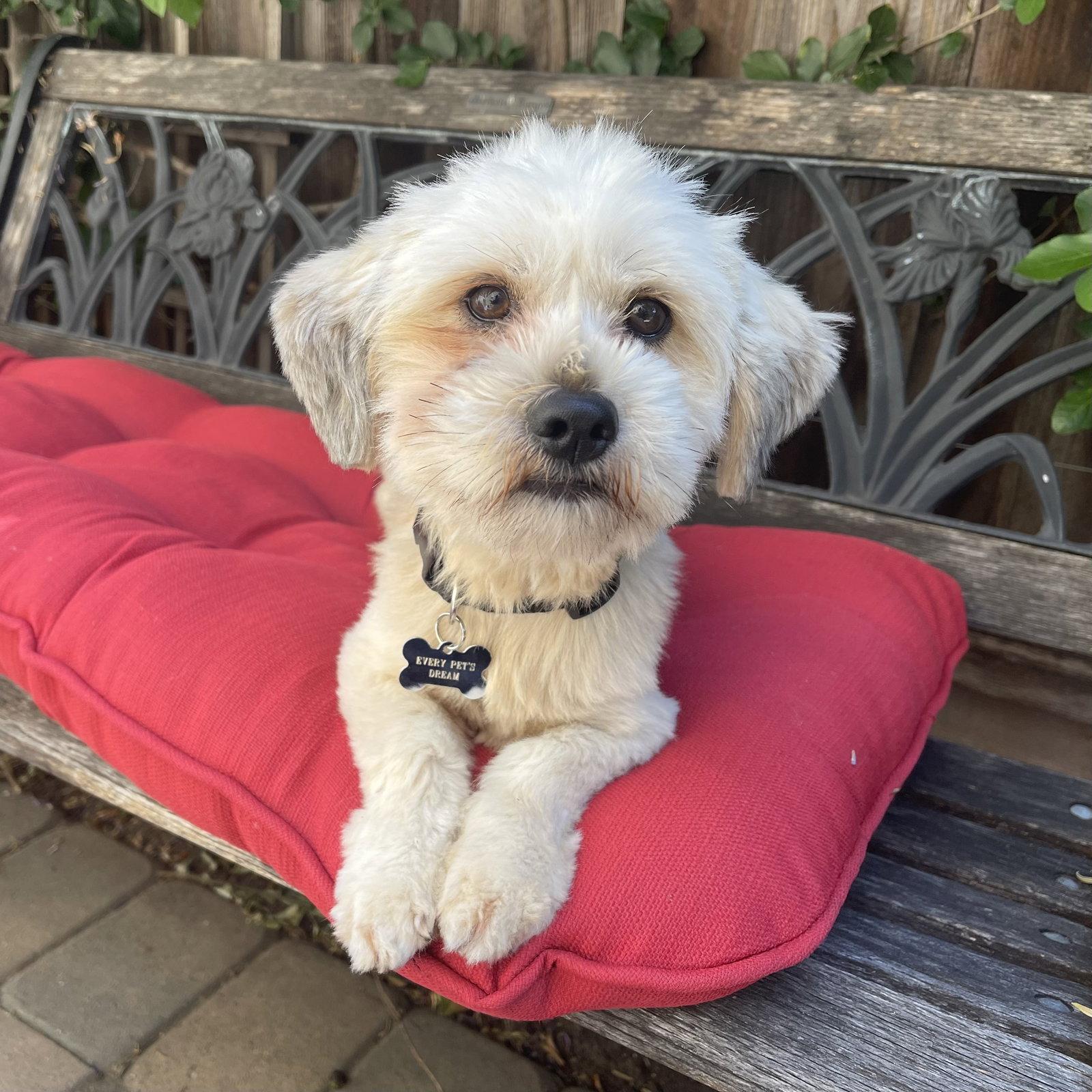 Murphy, Adopted, Adult Male Mixed Breed.