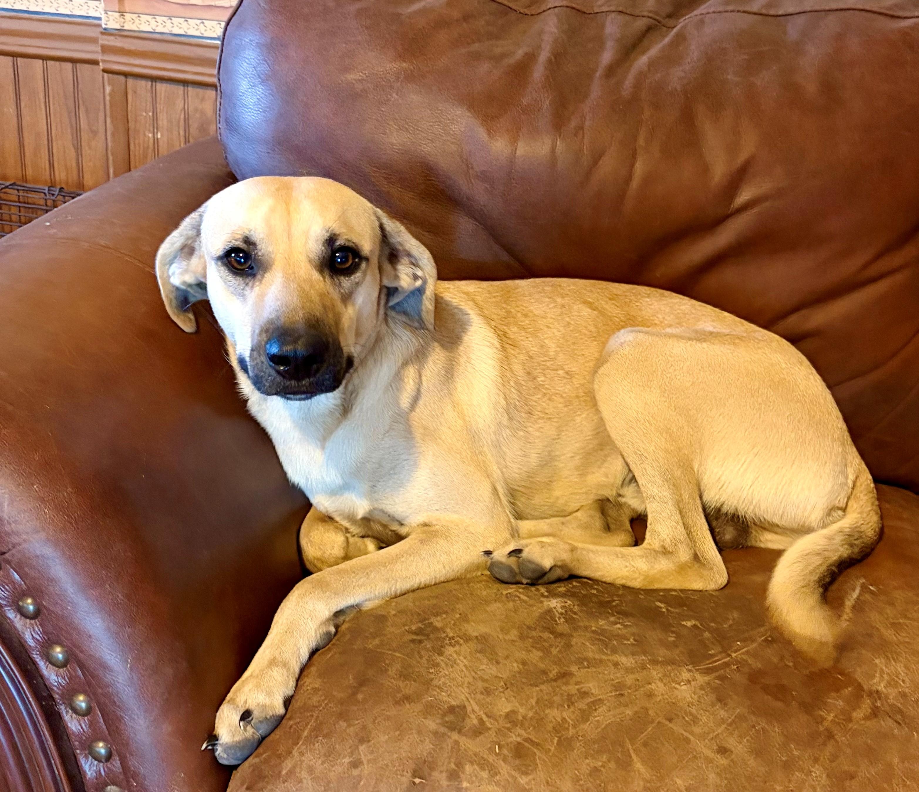 Enlarge MaRoo-Needs a sidekick, a Adoptable mixed breed in Willowbrook, IL image 5/6