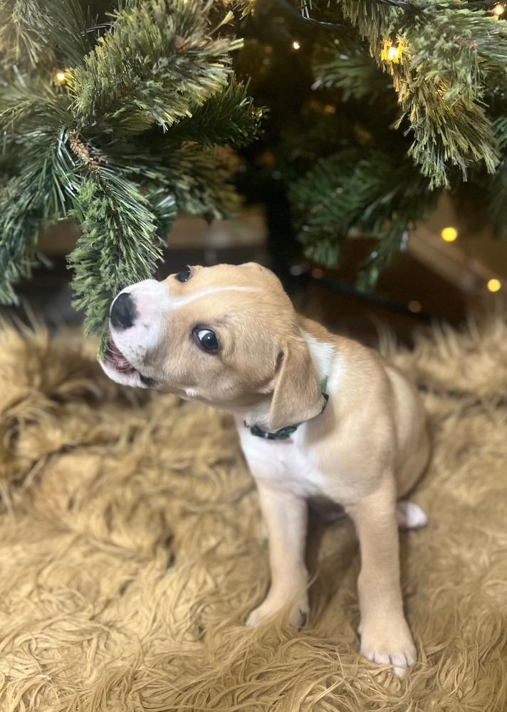 Mac, Adoptable, Puppy Male American Bulldog & Pit Bull Terrier.