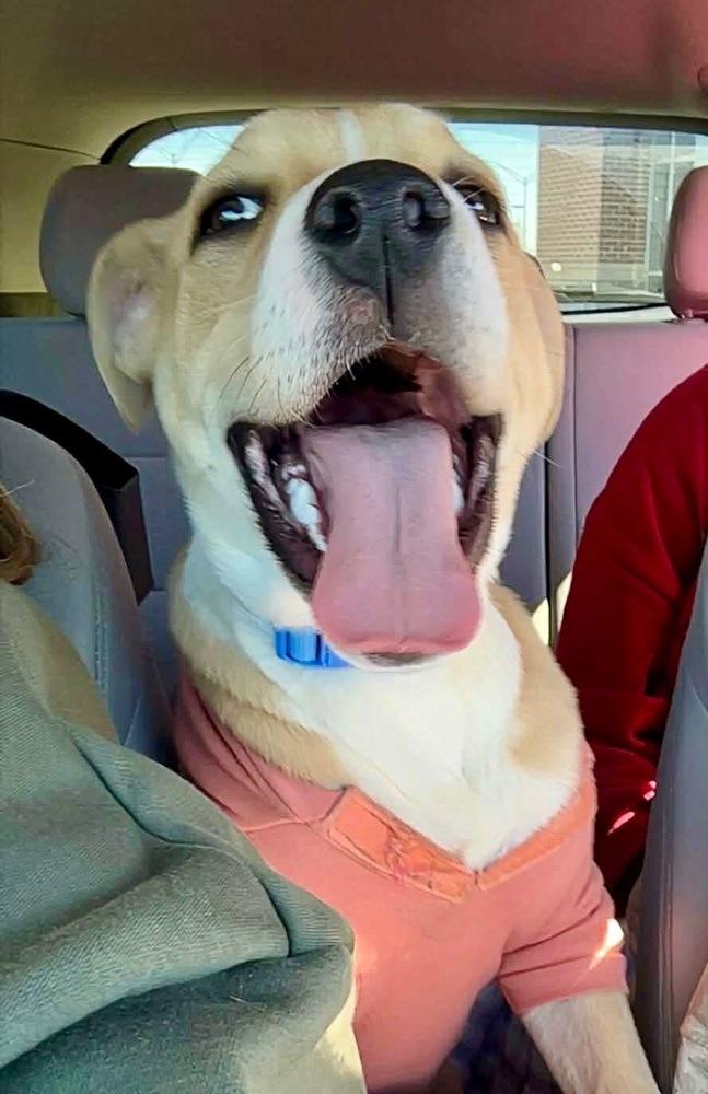 Enlarge Mac, a Adoptable mixed breed in Shawnee, OK image 2/6