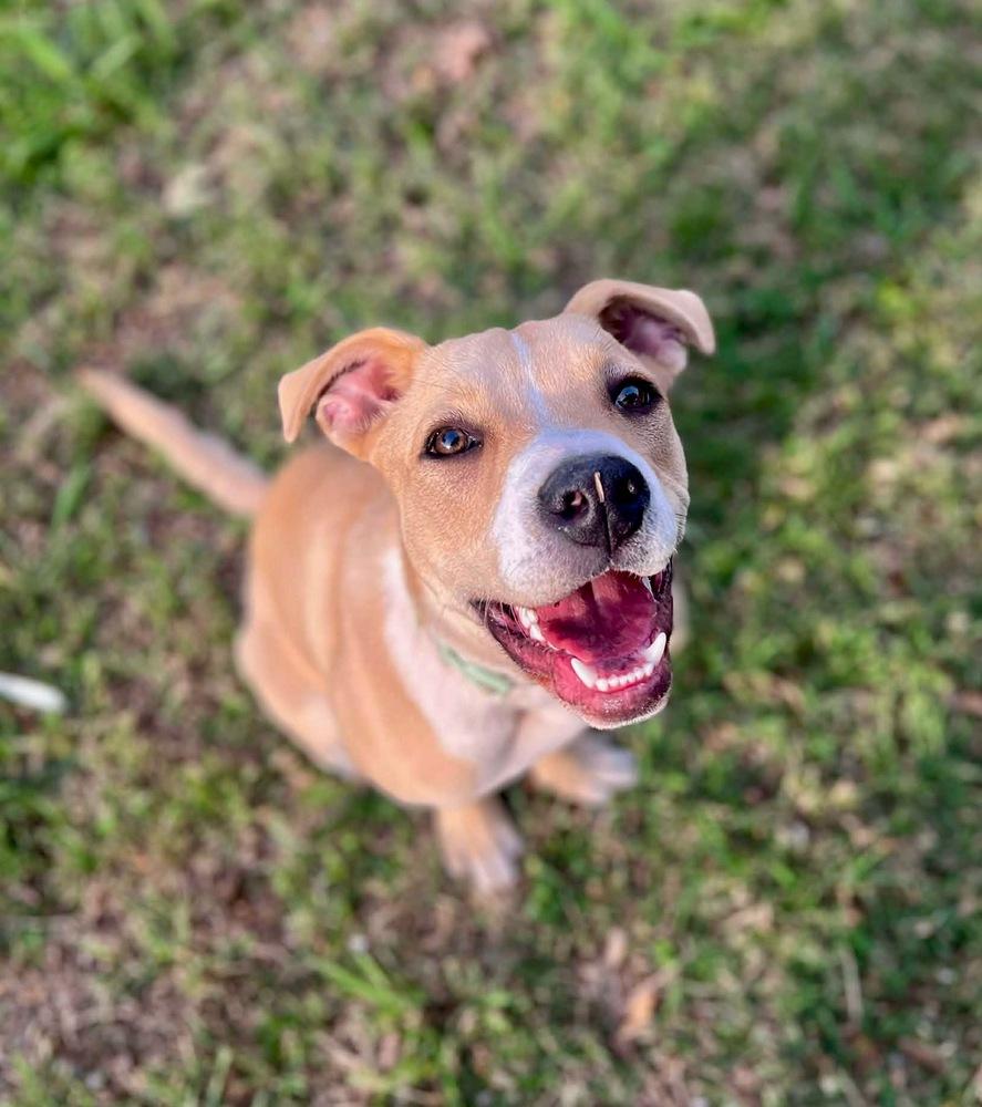 Enlarge Mac, a Adoptable mixed breed in Shawnee, OK image 4/6
