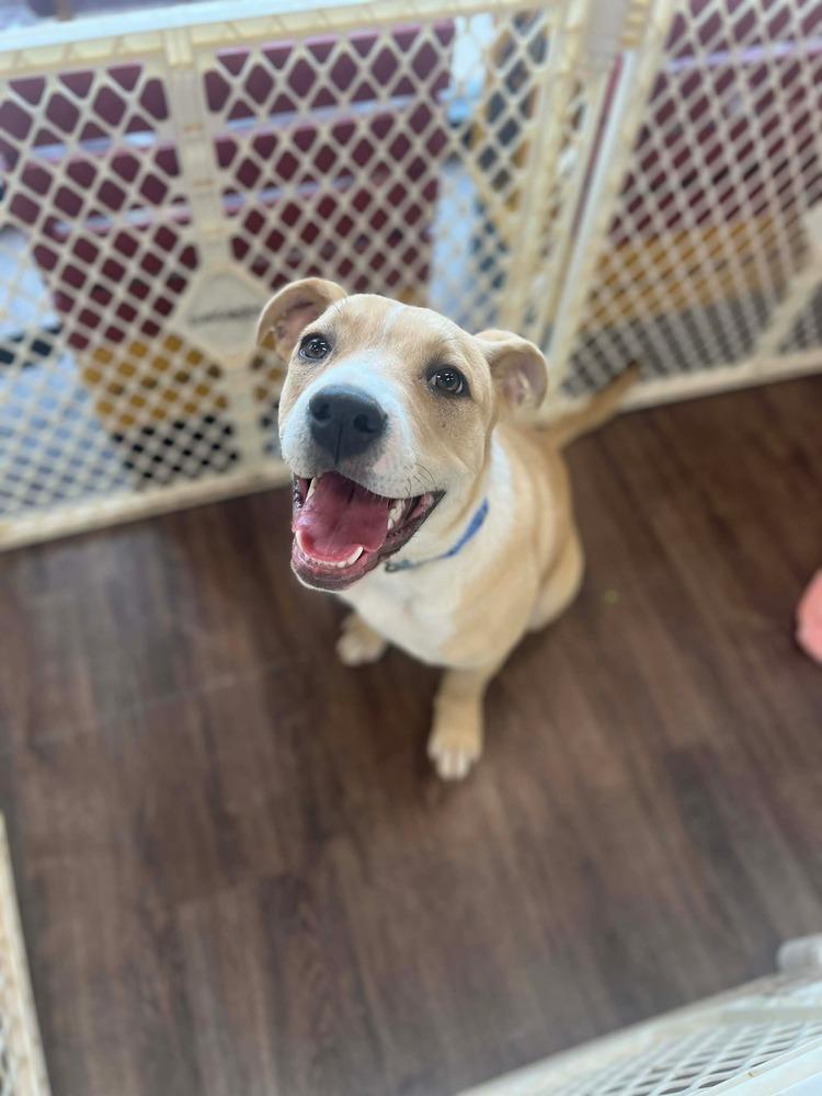 Enlarge Mac, a Adoptable mixed breed in Shawnee, OK image 5/6