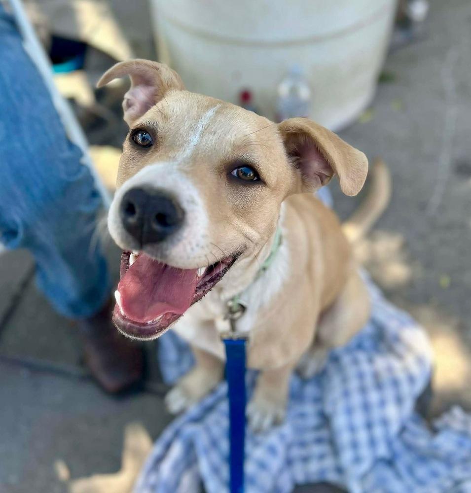 Enlarge Mac, a Adoptable mixed breed in Shawnee, OK image 6/6