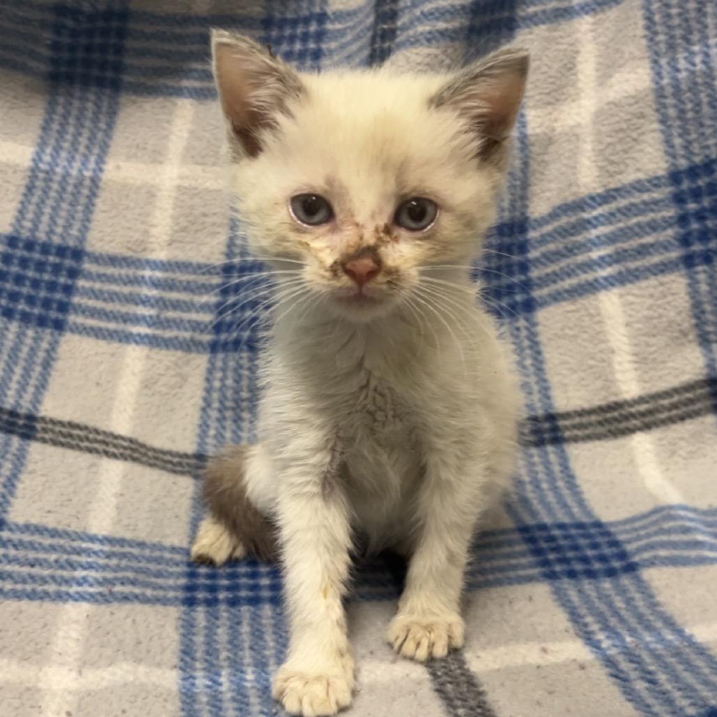 Enlarge Monday 3, a Adoptable Domestic Short Hair in Monroeville, AL image 1/2