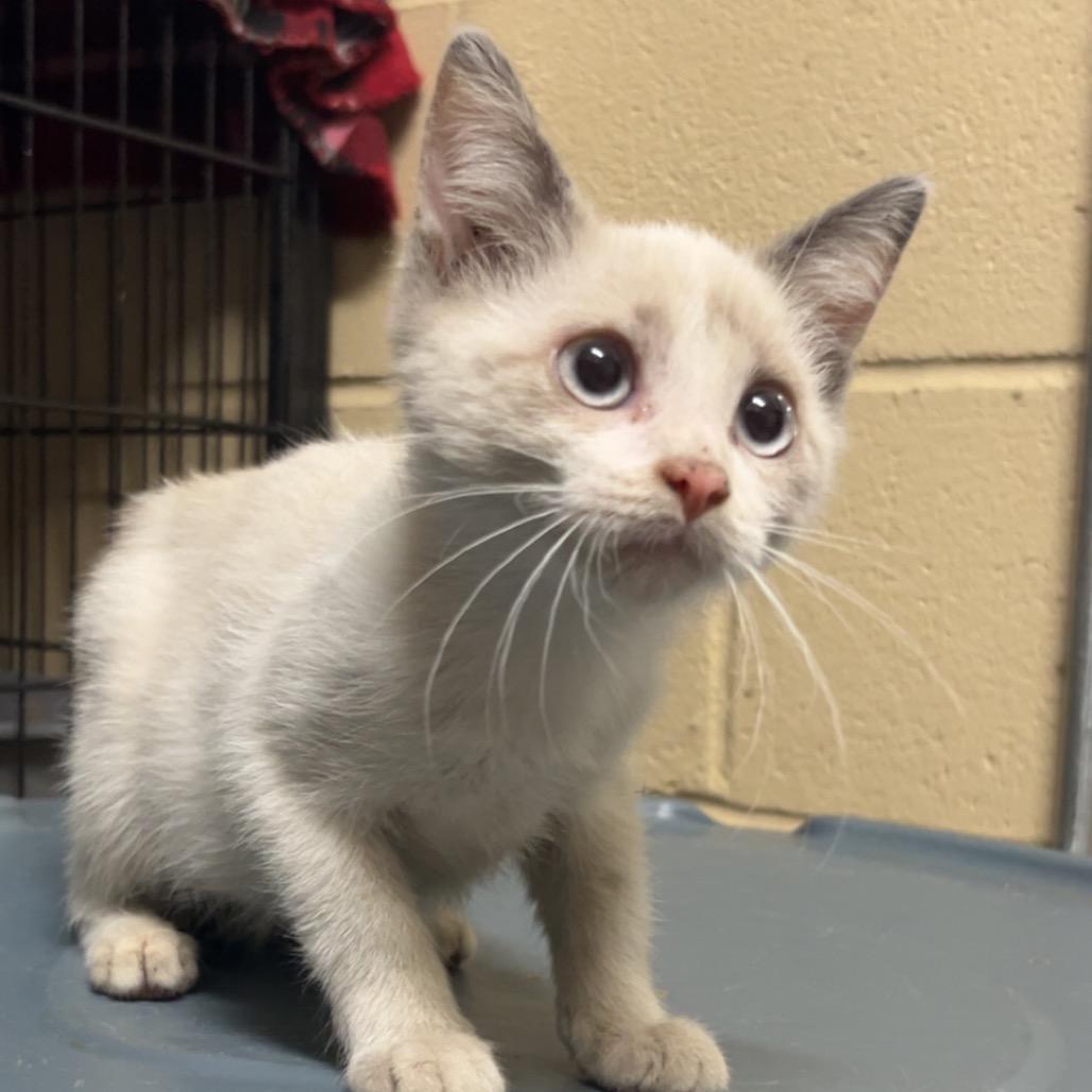 Enlarge Monday 3, a Adoptable Domestic Short Hair in Monroeville, AL image 2/2