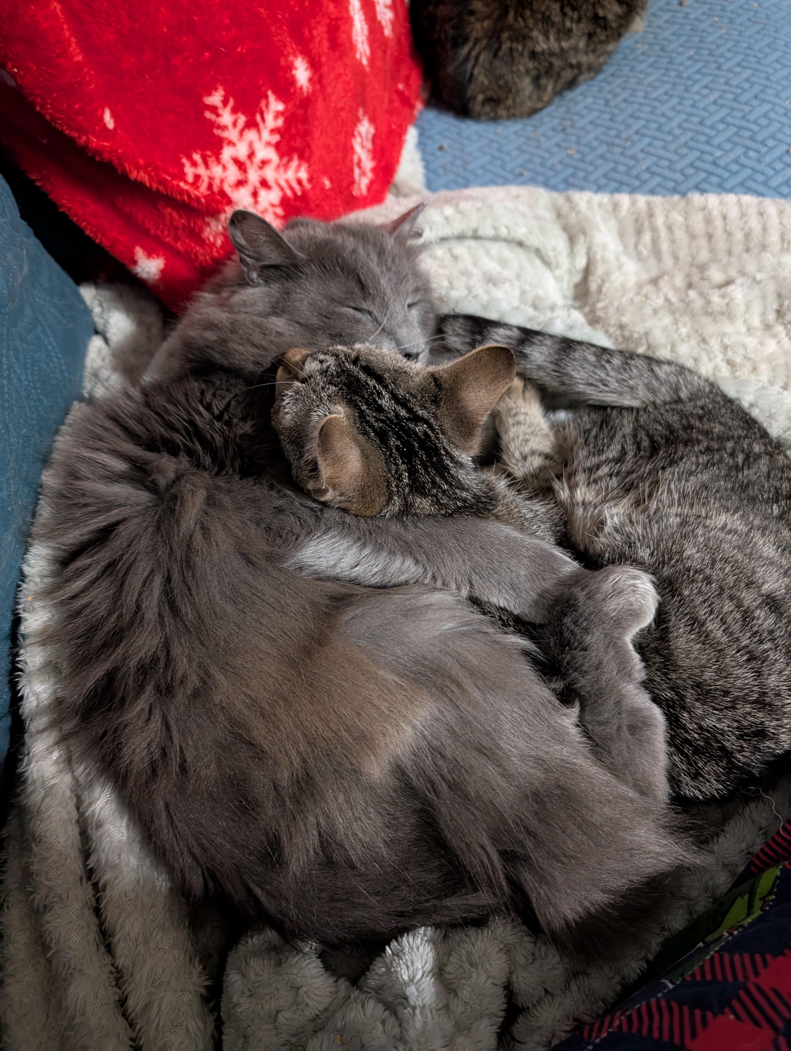 Enlarge Rizzoli, a Adopted mixed breed in Cleburne, TX image 5/6