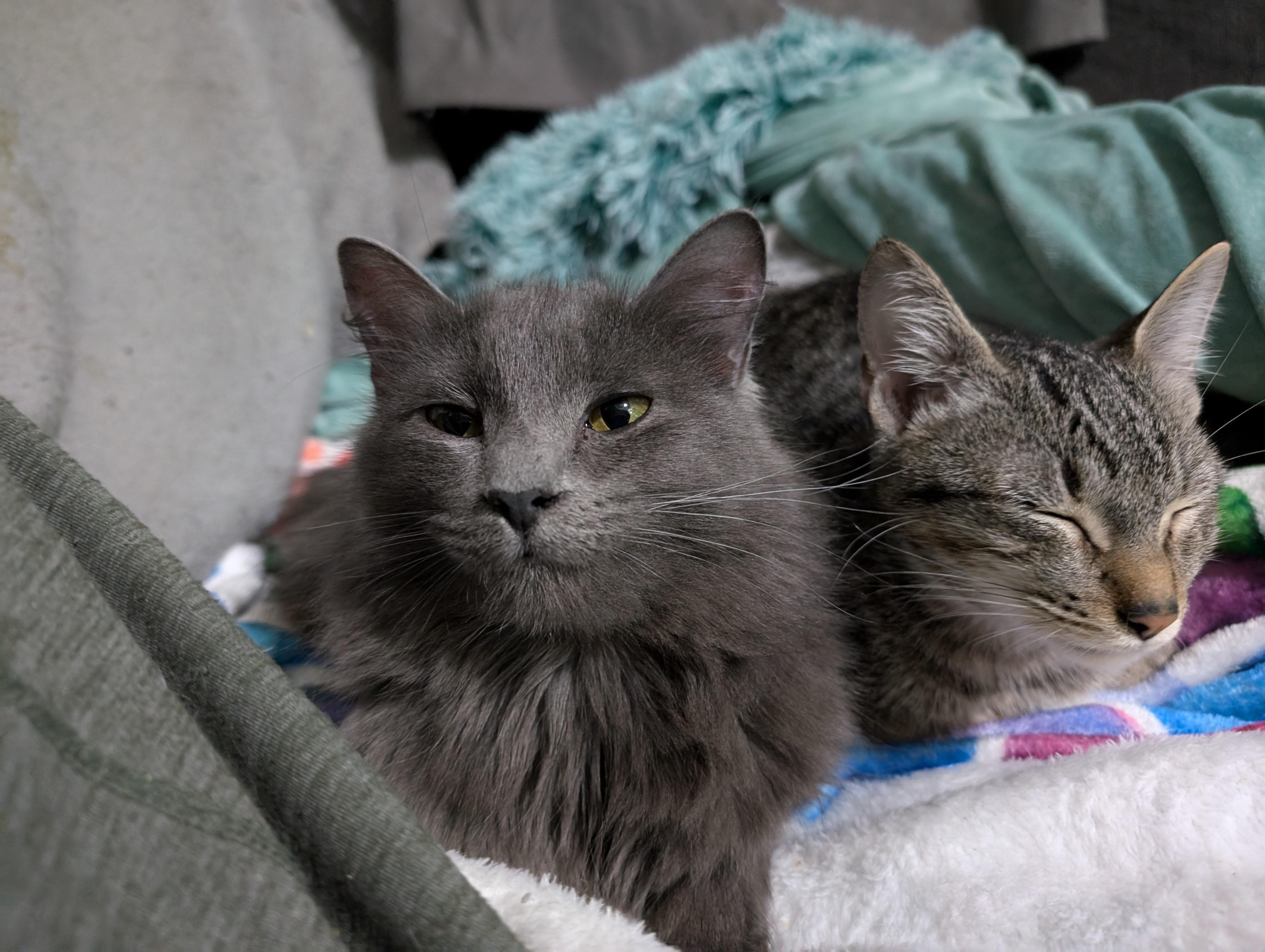 Enlarge Rizzoli, a Adopted mixed breed in Cleburne, TX image 6/6