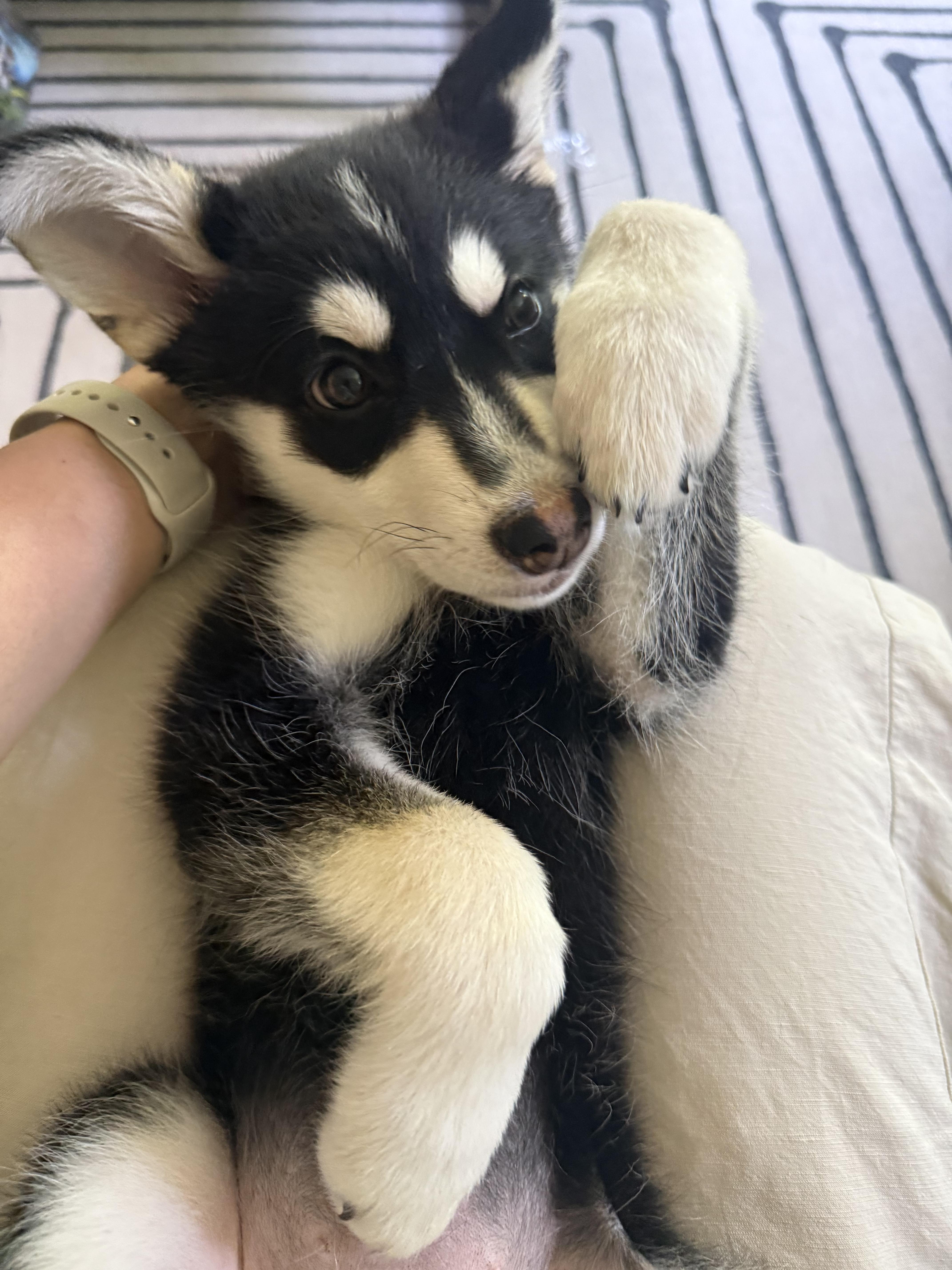 Keeva, a Adoptable Husky in Columbia, MD image 2/6