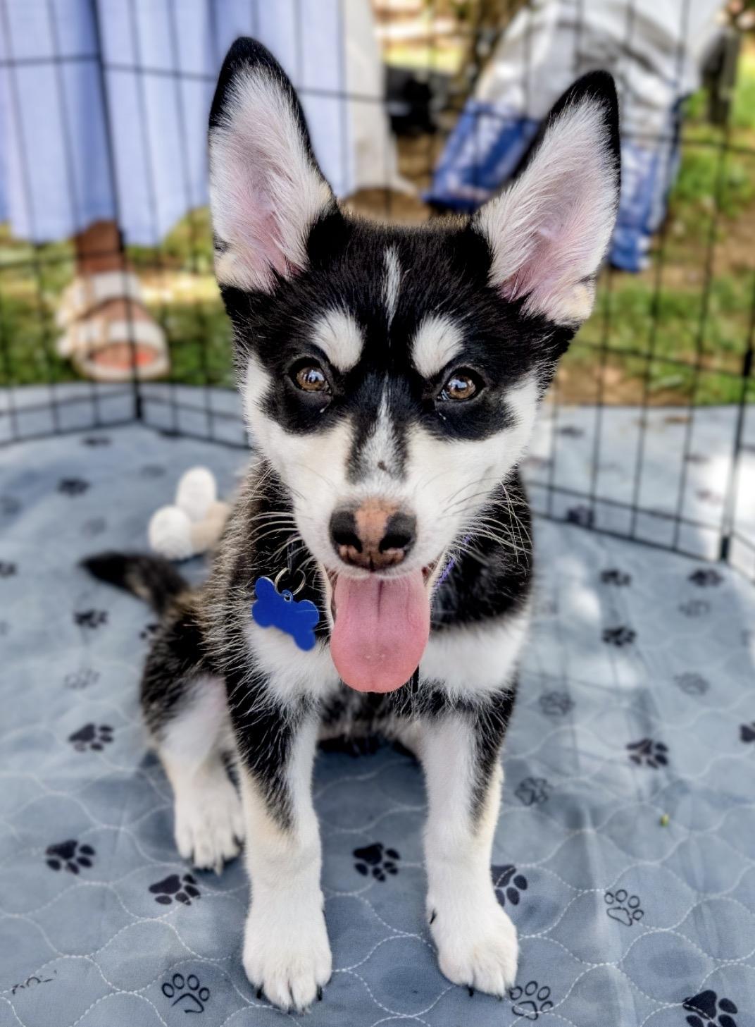 Keeva, Adoptable, Puppy Female Husky.