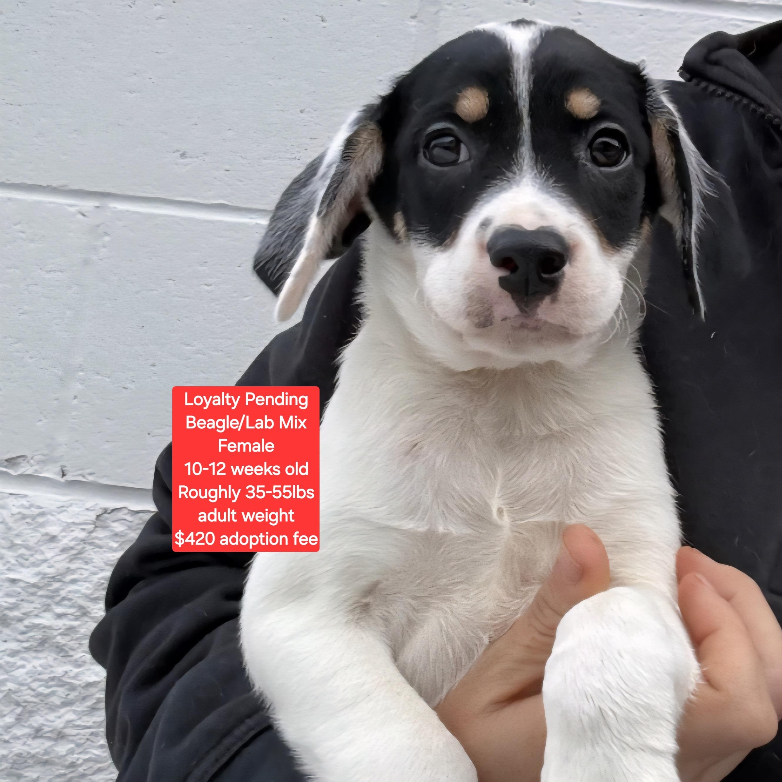 Enlarge Loyalty Pending, a ADOPTABLE mixed breed in Oviedo, FL image 1/1