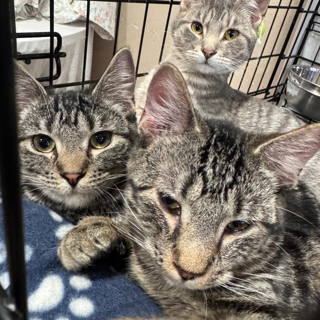 Quinn, Adoptable, Young Female Domestic Short Hair.