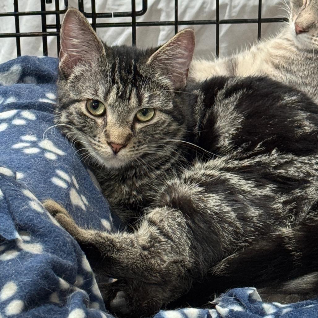 Quinn, a Adoptable Domestic Short Hair in Bismarck, ND image 3/5