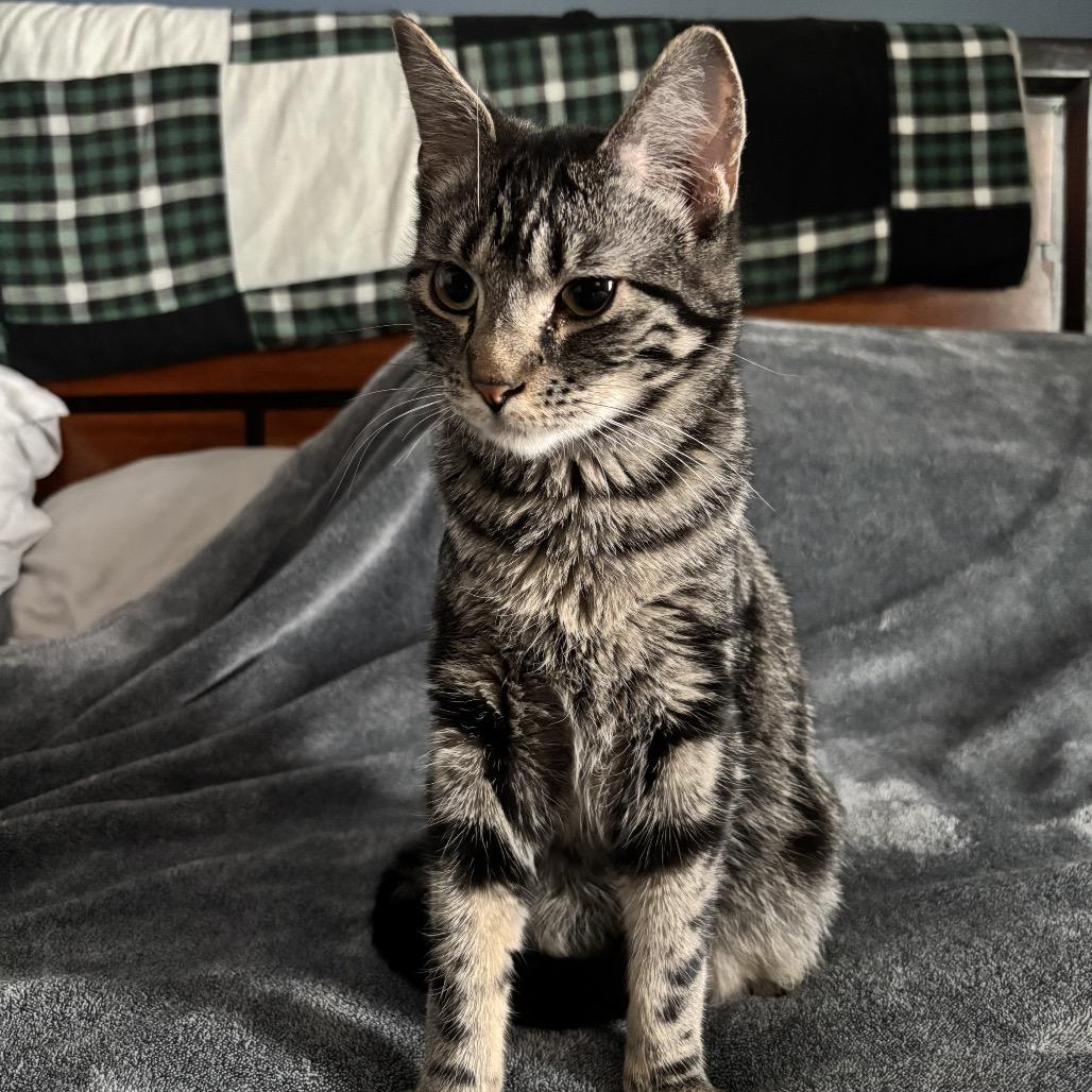 Quinn, a Adoptable Domestic Short Hair in Bismarck, ND image 5/5