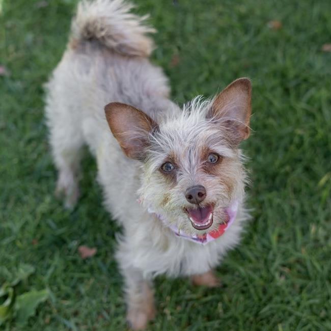 Sweet Pea, Adoptable, Young Female Border Terrier & Yorkshire Terrier.