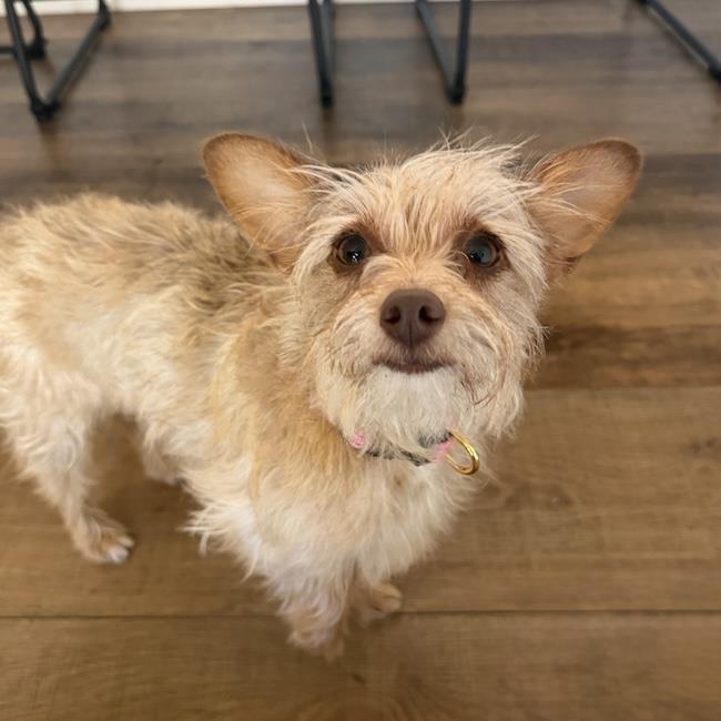 Enlarge Sweet Pea - Adopted!, a Adoptable mixed breed in San Diego, CA image 1/3
