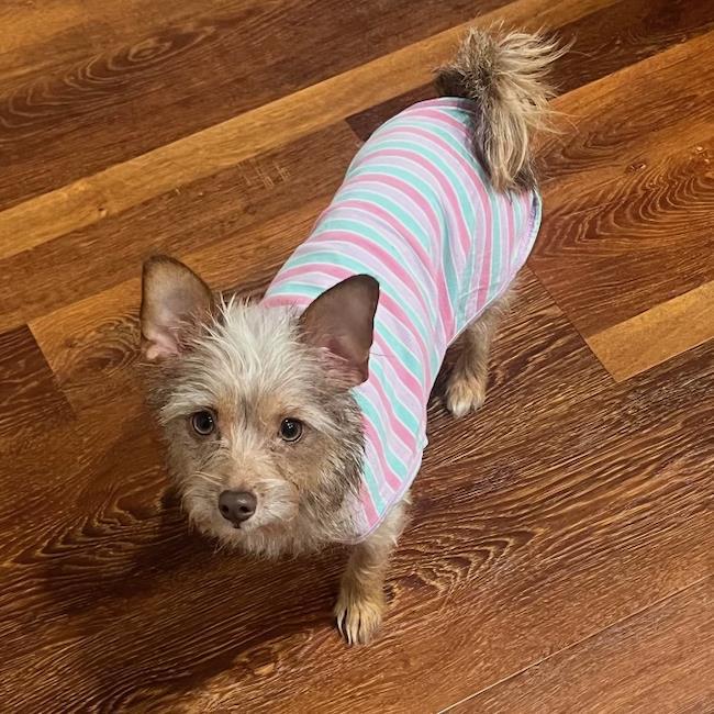 Sweet Pea, Adoptable, Young Female Border Terrier & Yorkshire Terrier.