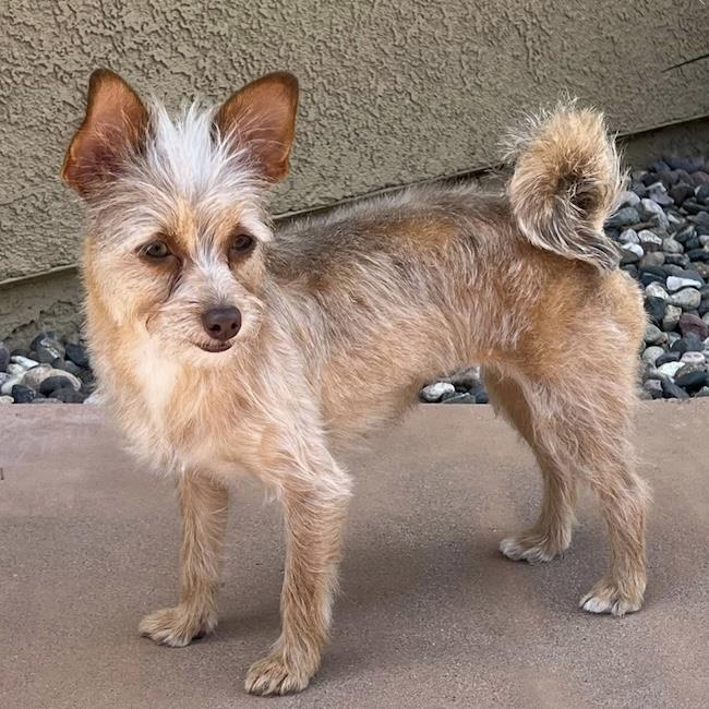Enlarge Sweet Pea, a Adoptable mixed breed in San Diego, CA image 2/3