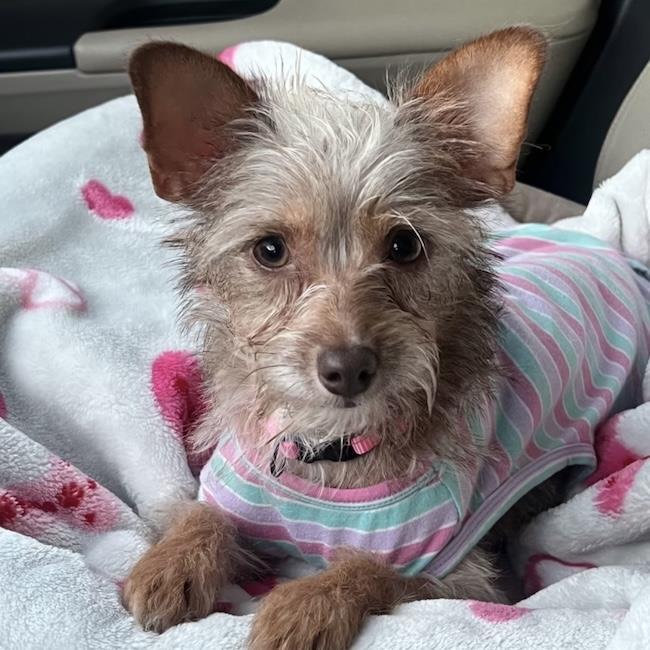 Enlarge Sweet Pea, a Adoptable mixed breed in San Diego, CA image 3/3