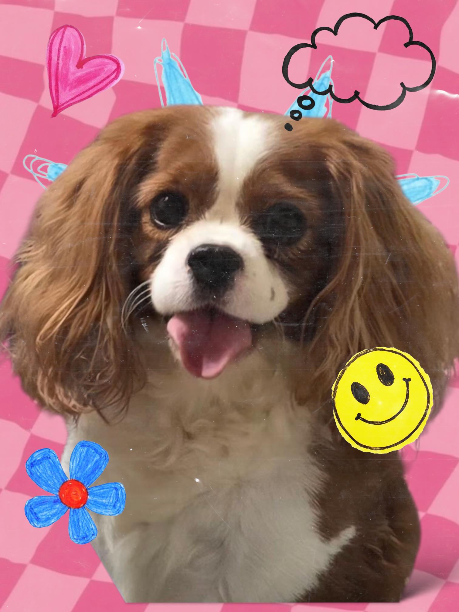 Cinnie. PENDING ADOPTION, Adoptable, Adult Female Cavalier King Charles Spaniel.