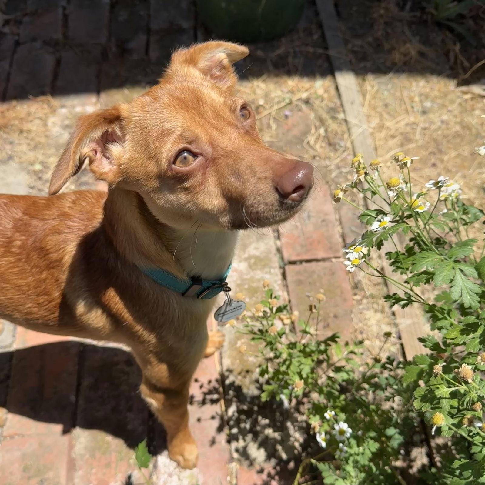 Sparky, Adopted, Adult Male Chihuahua.