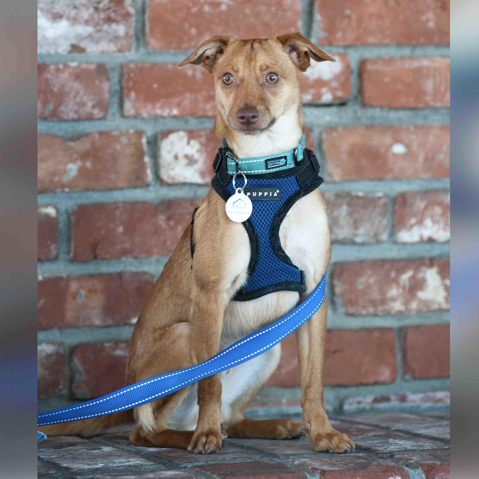 Enlarge Sparky, a Adopted Chihuahua in San Jose, CA image 3/3