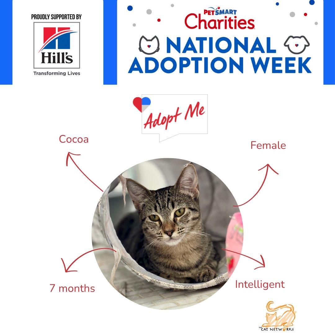 Enlarge Coco Truffle, a Adoptable Domestic Short Hair in Coral gables, FL image 1/4