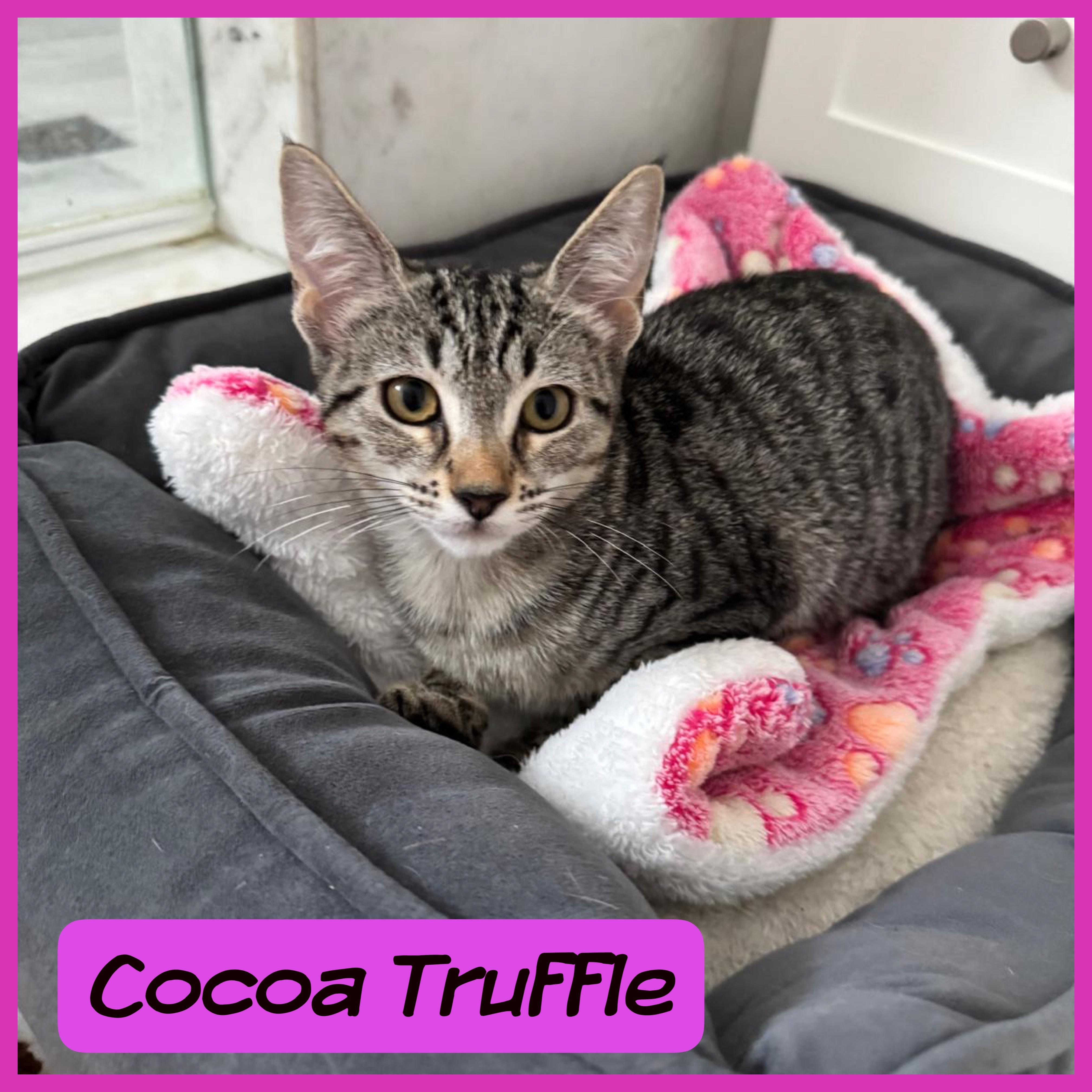 Enlarge Coco Truffle, a Adoptable Domestic Short Hair in Coral gables, FL image 2/4