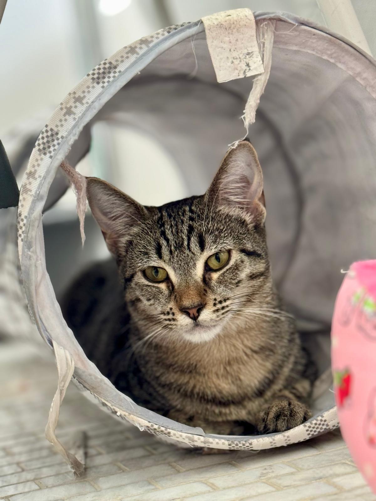 Enlarge Coco Truffle, a Adoptable Domestic Short Hair in Coral gables, FL image 3/4