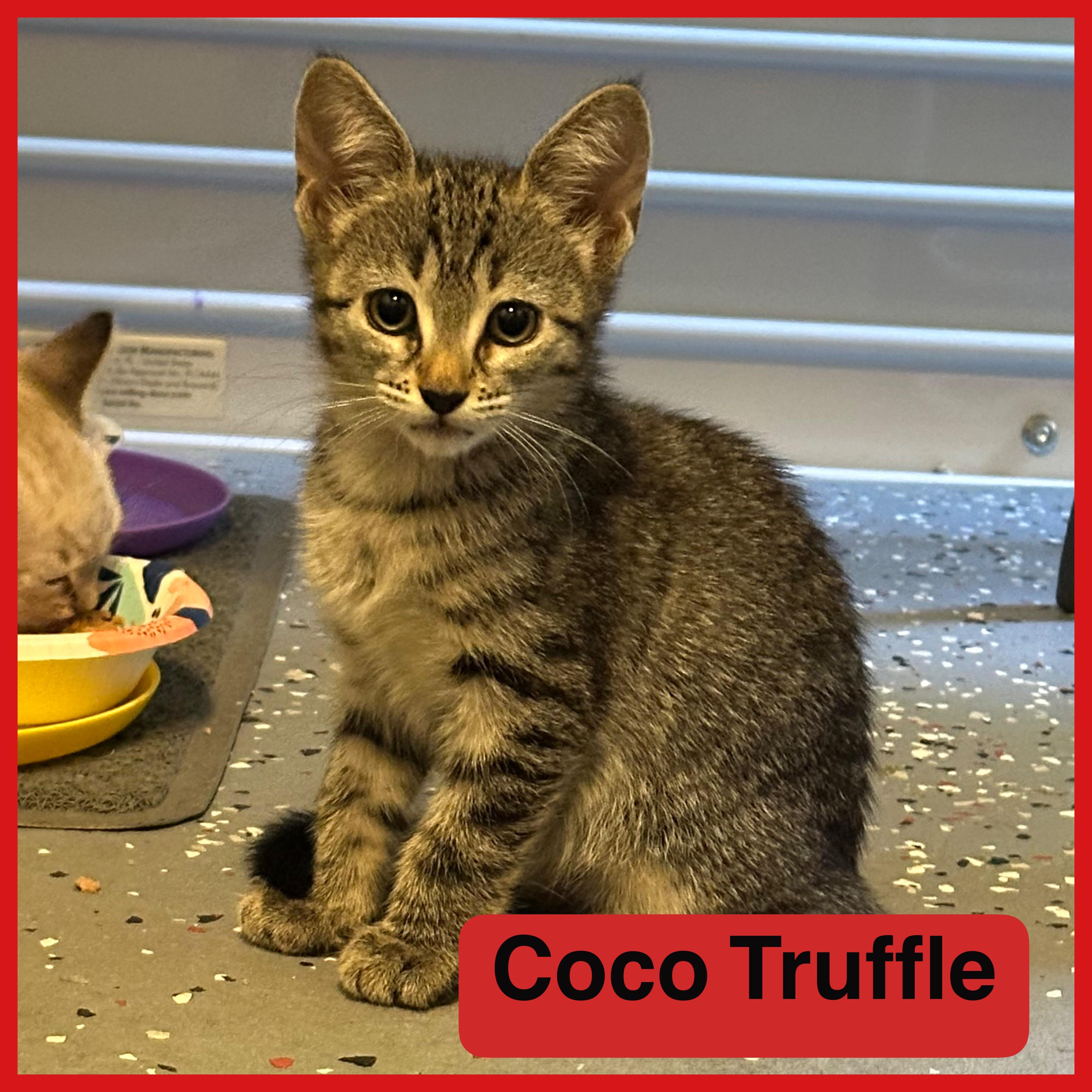 Coco Truffle Domestic Short Hair Cat