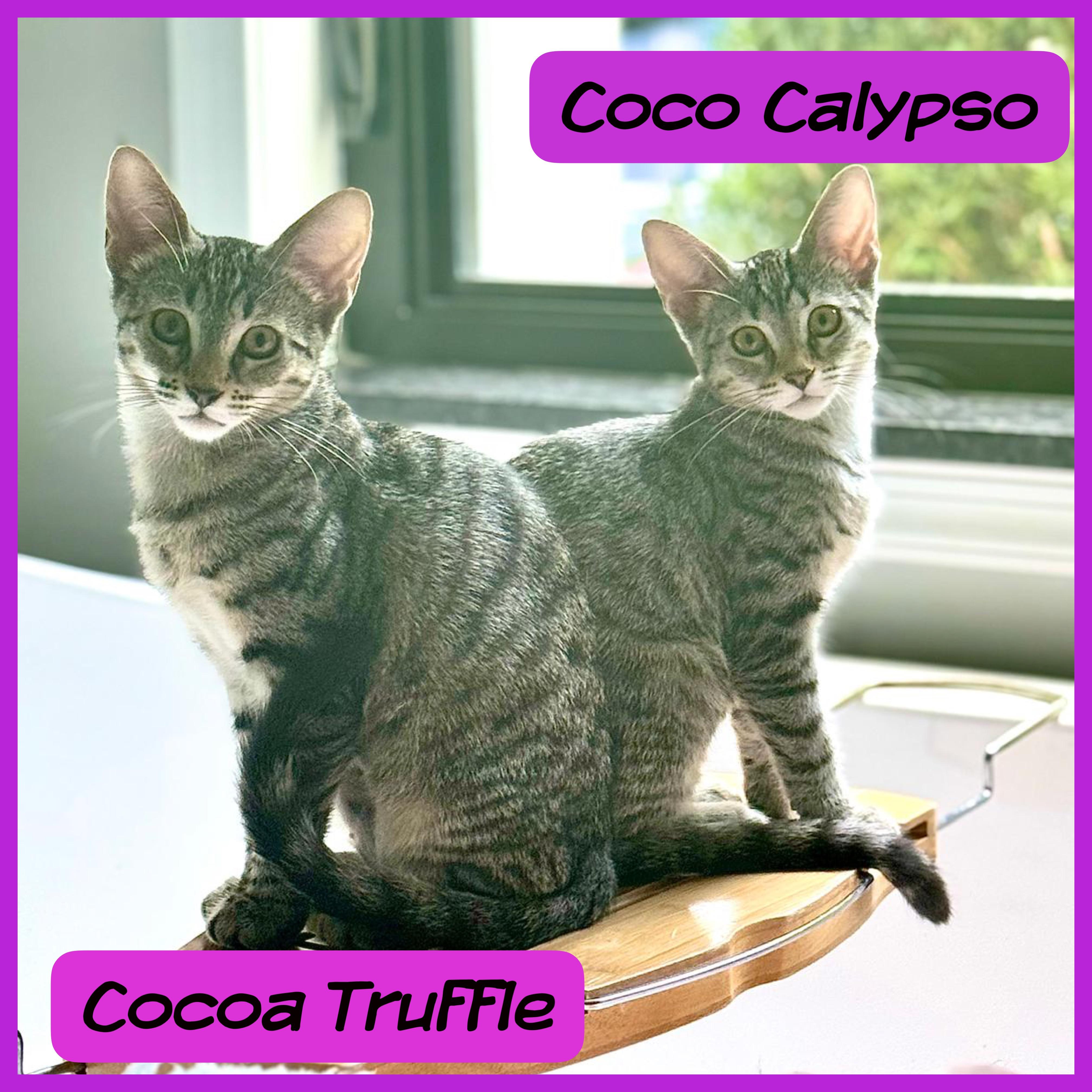 Enlarge Coco Truffle, a Adoptable Domestic Short Hair in Coral gables, FL image 4/4