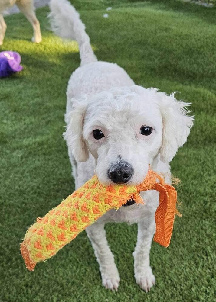 Mona, Adoptable, Adult Female Maltese & Poodle.