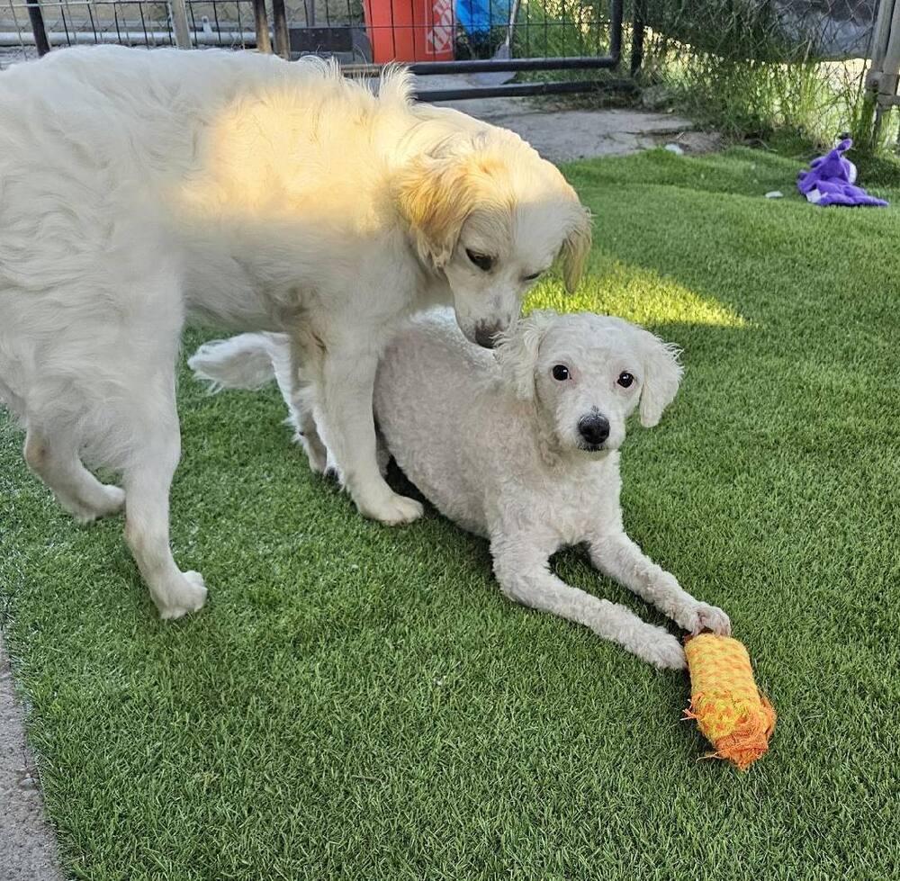 Enlarge Mona, a Adoptable mixed breed in Santa Rosa, CA image 2/4