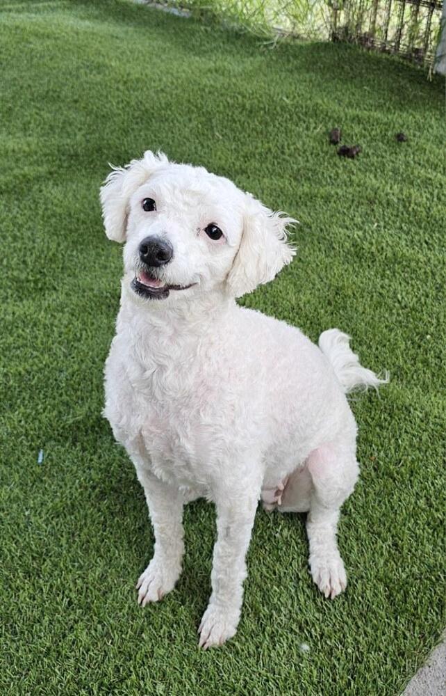 Enlarge Mona, a Adoptable mixed breed in Santa Rosa, CA image 3/4