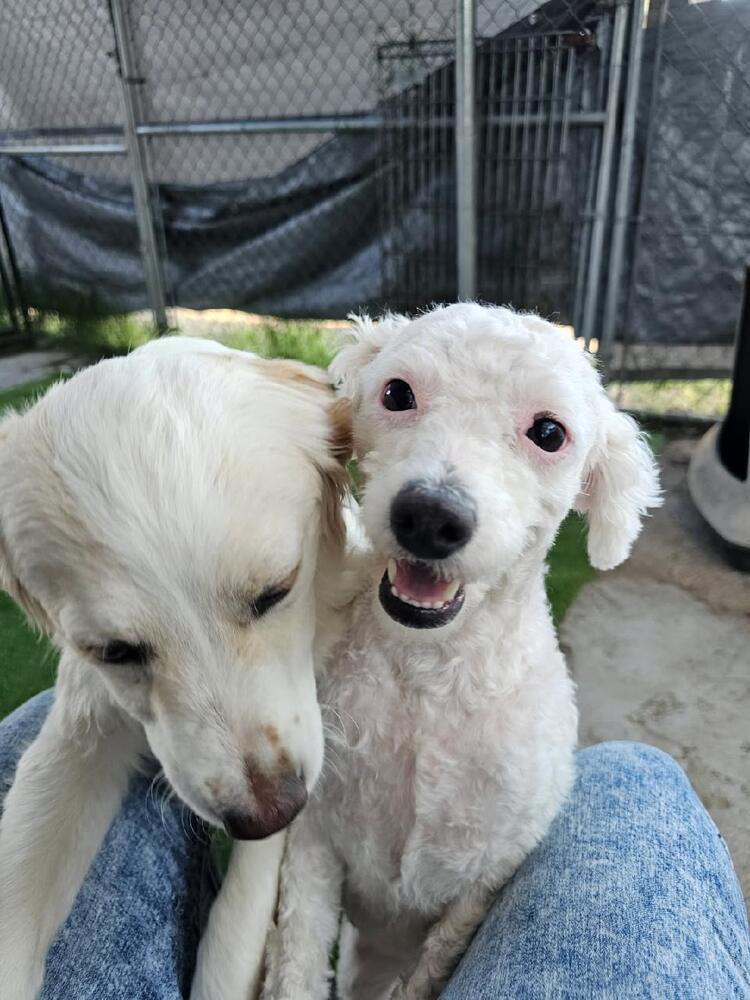 Enlarge Mona, a Adoptable mixed breed in Santa Rosa, CA image 4/4