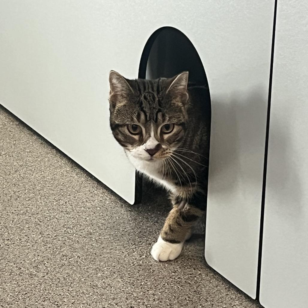 Saqib, Adoptable, Young Male Domestic Short Hair.