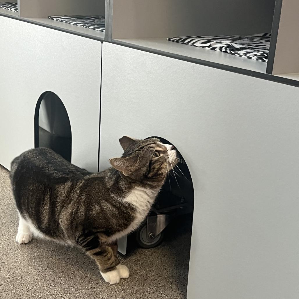 Enlarge Saqib, a Adoptable Domestic Short Hair in Sarasota, FL image 3/3