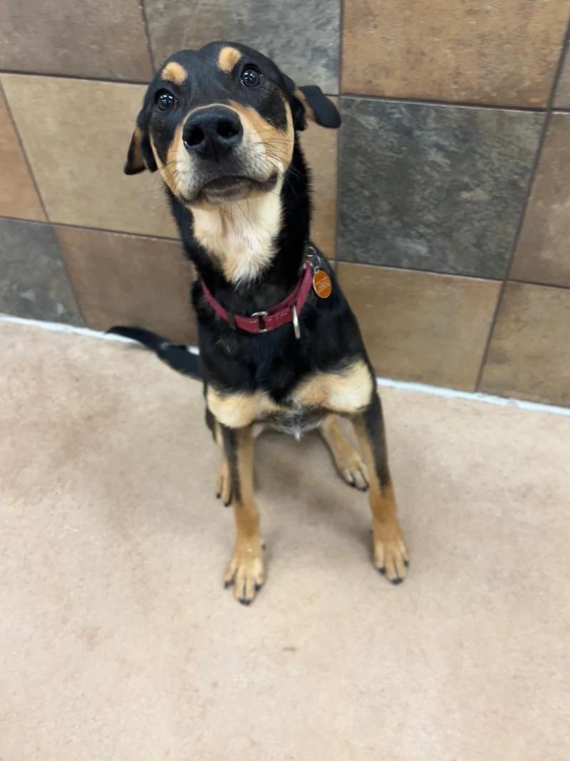 Enlarge Chartreuse, a Adoptable mixed breed in Westminster, CO image 1/6