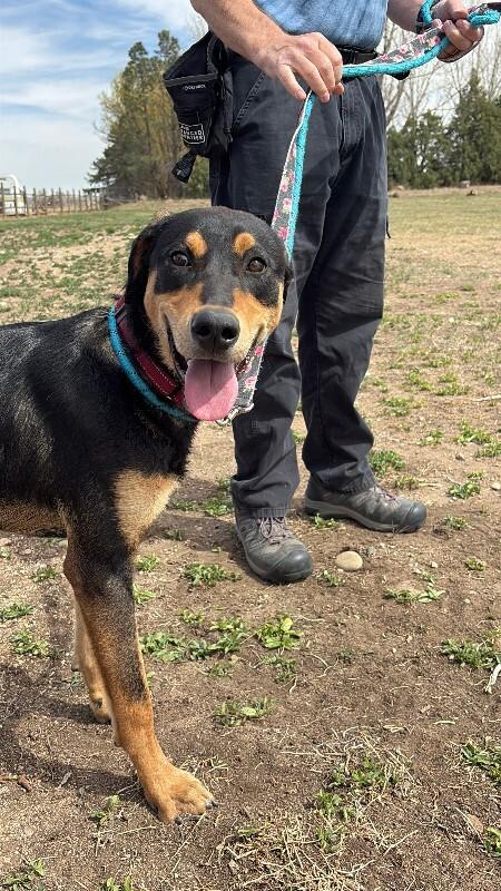 Chartreuse, Adoptable, Adult Male Doberman Pinscher & Mixed Breed.