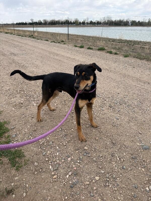Enlarge Chartreuse, a Adoptable mixed breed in Westminster, CO image 3/6