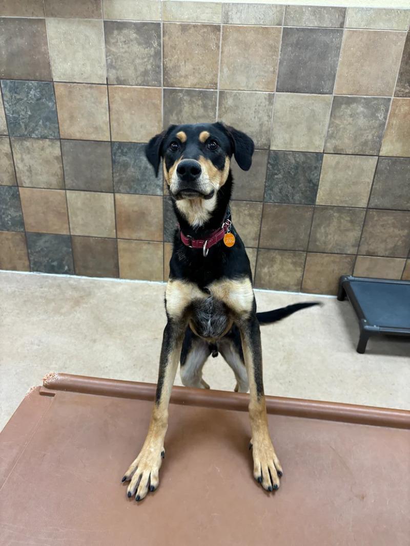 Enlarge Chartreuse, a Adoptable mixed breed in Westminster, CO image 4/6