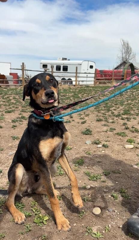 Enlarge Chartreuse, a Adoptable mixed breed in Westminster, CO image 5/6