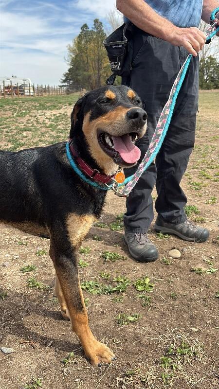 Enlarge Chartreuse, a Adoptable mixed breed in Westminster, CO image 6/6