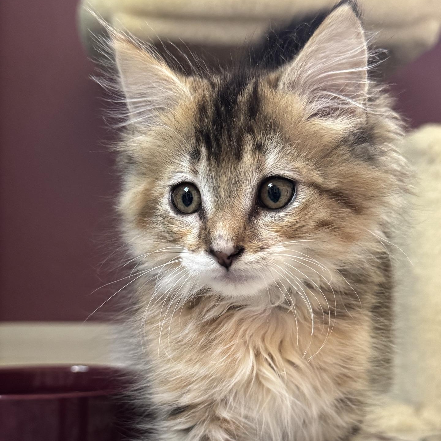 Socket, Adoptable, Kitten Female Domestic Long Hair.