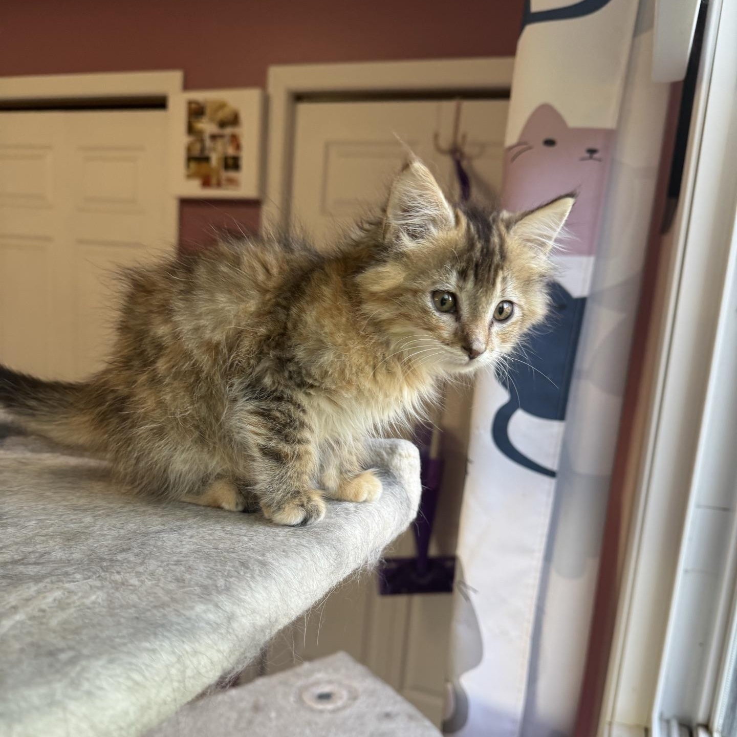 Socket, a Adoptable Domestic Long Hair in Morris, MN image 4/4
